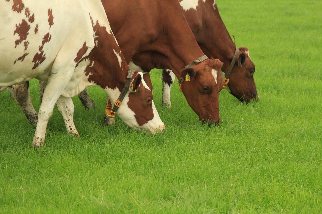 Boerderij De Aarnink Daire Heeten Dış mekan fotoğraf